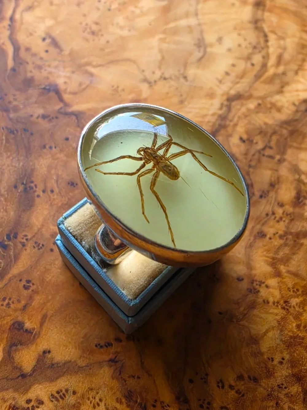 Fine Silver & Brown Recluse Spider Ring (Glows in the Dark!)